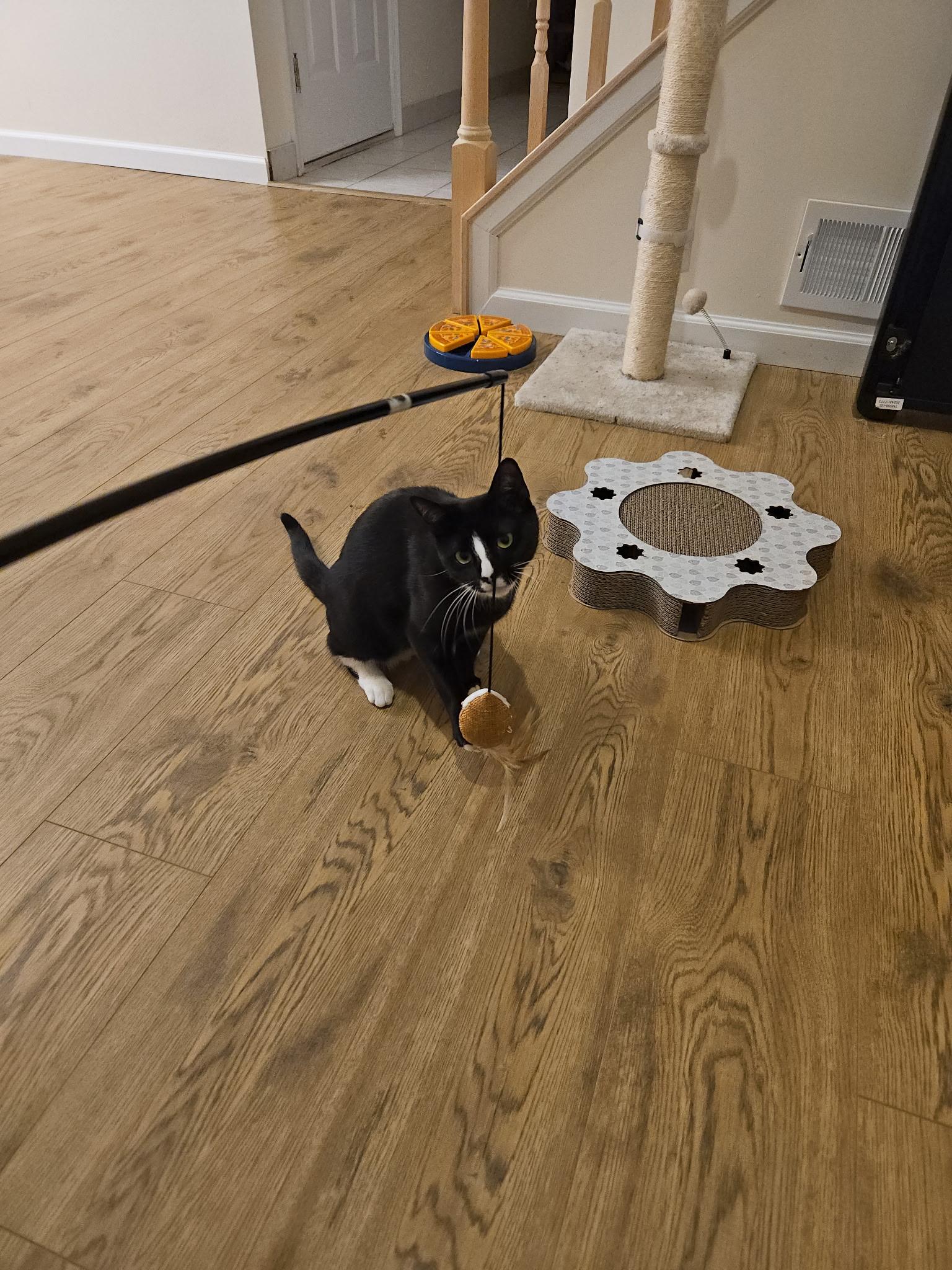 Enlarge Mommy Girl, a Adoptable Domestic Short Hair in Galloway, NJ image 2/5