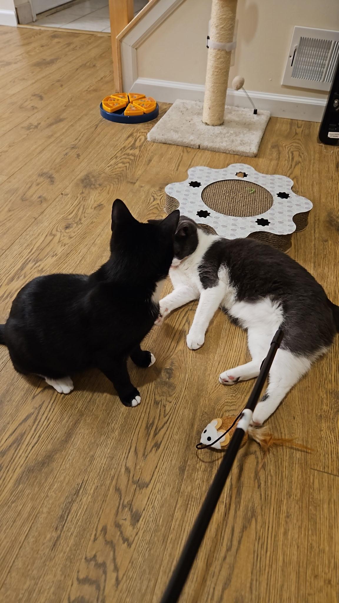 Enlarge Mommy Girl, a Adoptable Domestic Short Hair in Galloway, NJ image 3/5