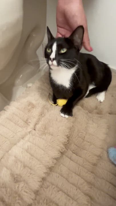 Enlarge Mommy Girl, a Adoptable Domestic Short Hair in Galloway, NJ video 5/5