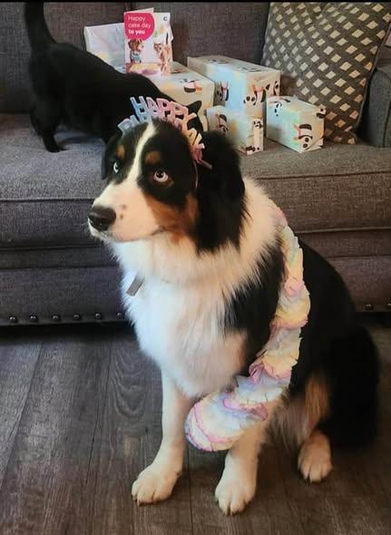 Cora Jane, ADOPTABLE, Adult Female Australian Shepherd.