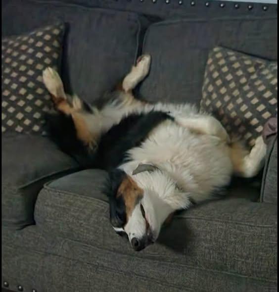 Cora Jane, a ADOPTABLE Australian Shepherd in Alexandria, VA image 2/2
