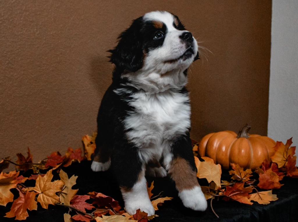 Paris, Adopted, Puppy Female Bernese Mountain Dog.
