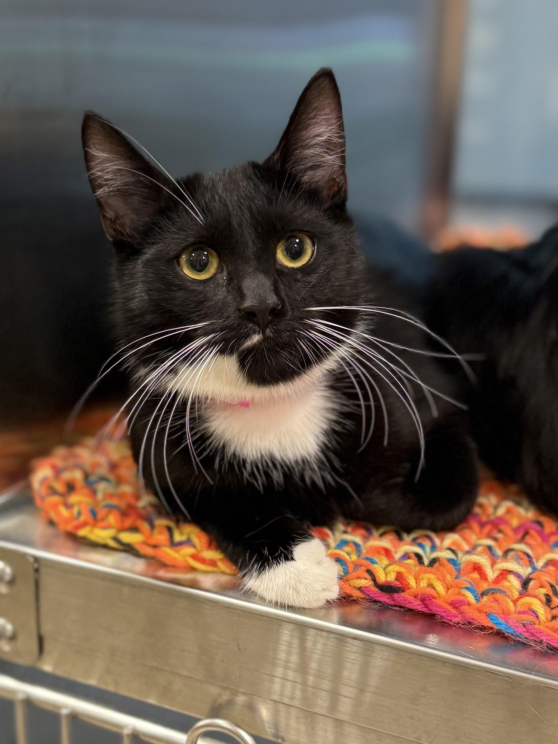 Bailee, a Adoptable Tuxedo in Tavares, FL image 1/3