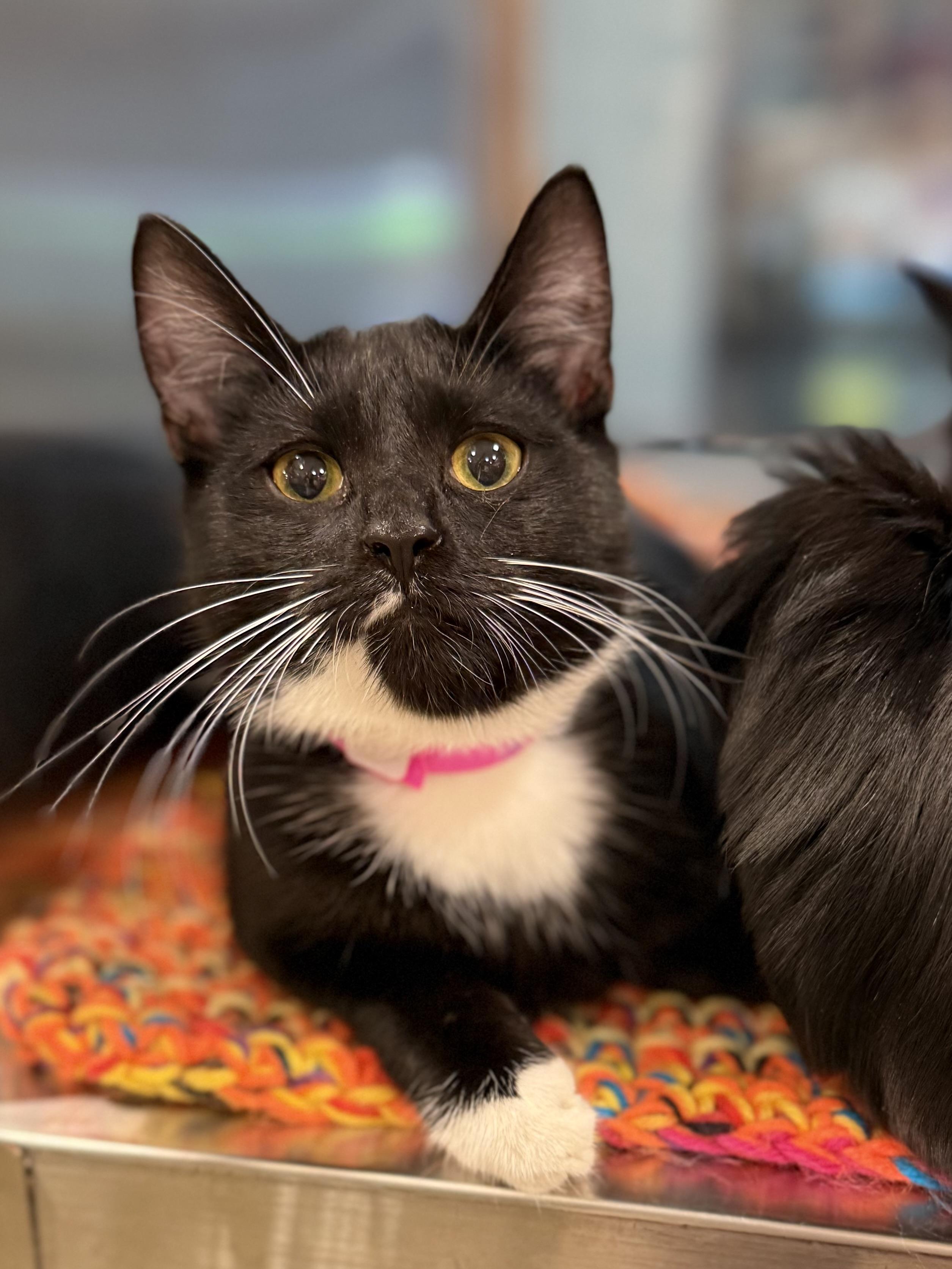Bailee, a Adoptable Tuxedo in Tavares, FL image 2/3