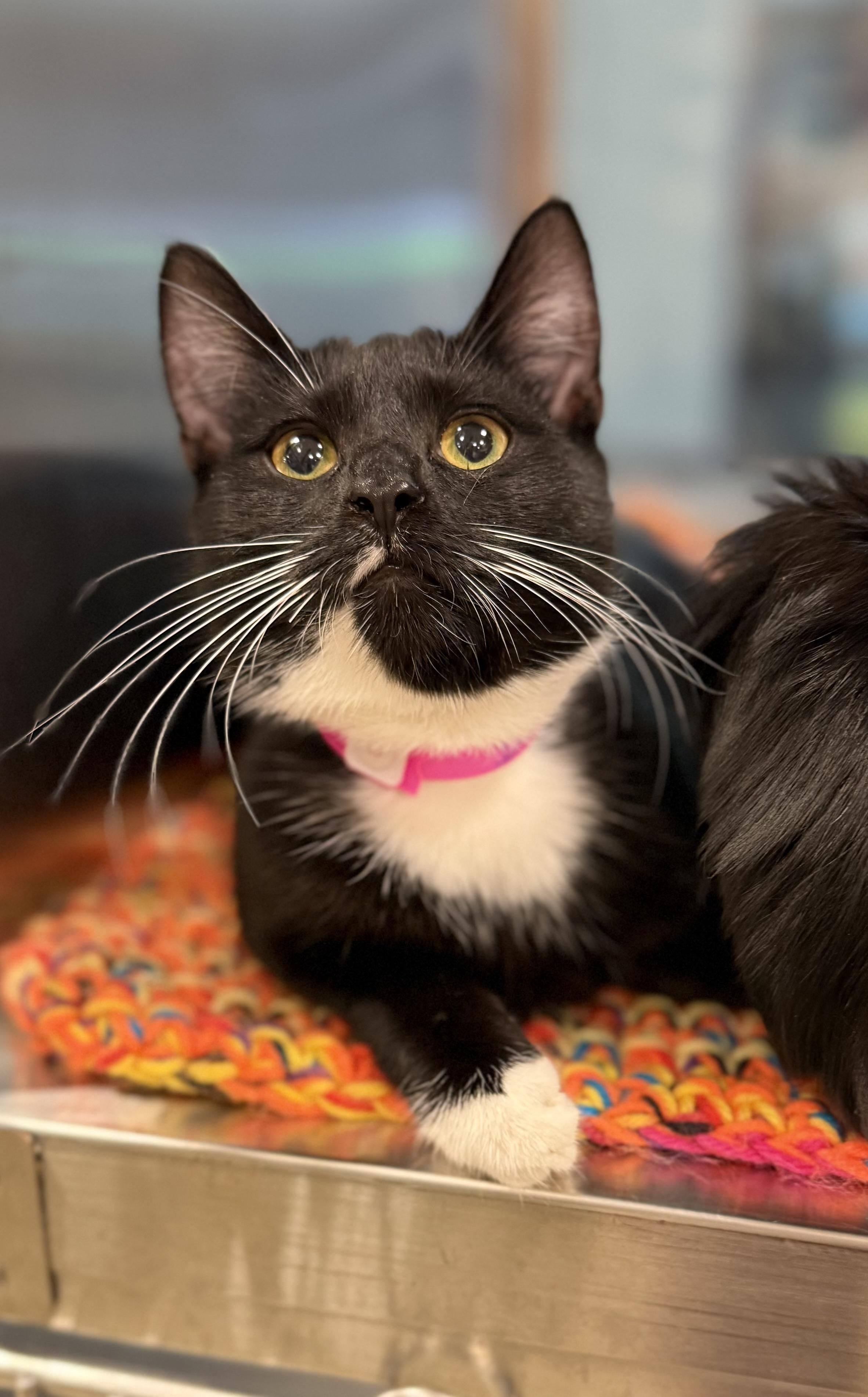 Bailee, a Adoptable Tuxedo in Tavares, FL image 3/3