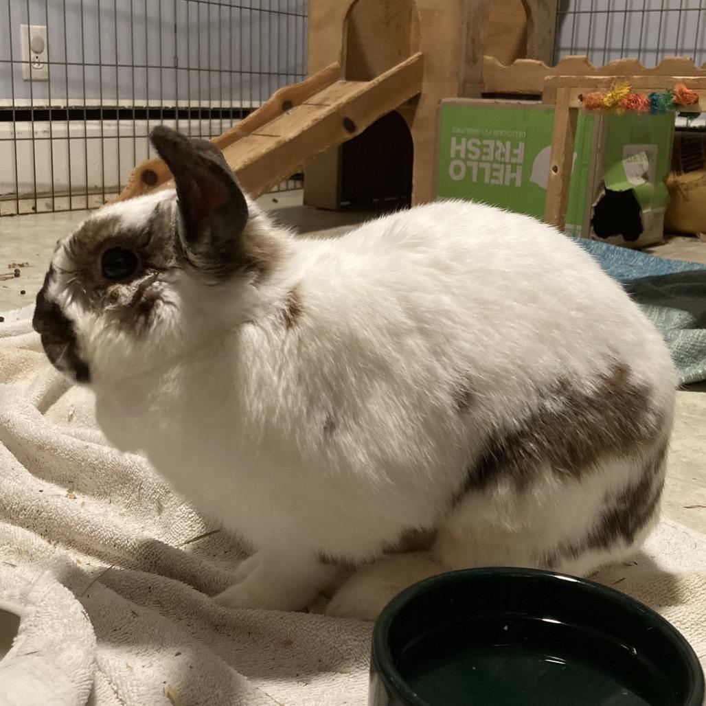 Dawn (and Smokey), Adoptable, Adult Female Mini Lop.