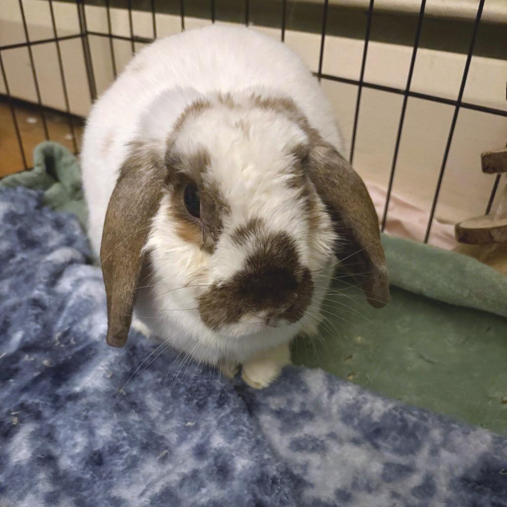 Enlarge Dawn (and Smokey), a Adoptable Mini Lop in Baltimore, MD image 2/6