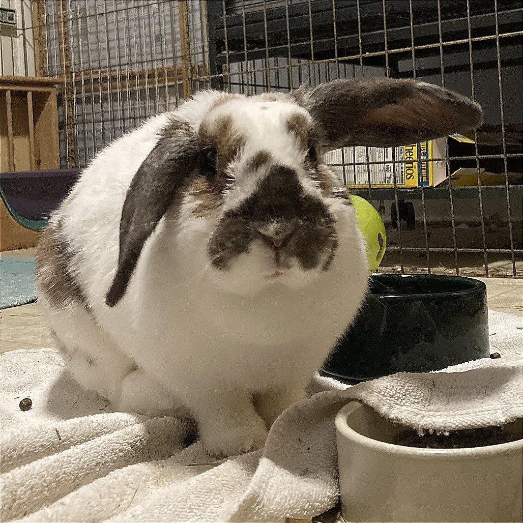 Enlarge Dawn (and Smokey), a Adoptable Mini Lop in Baltimore, MD image 3/6