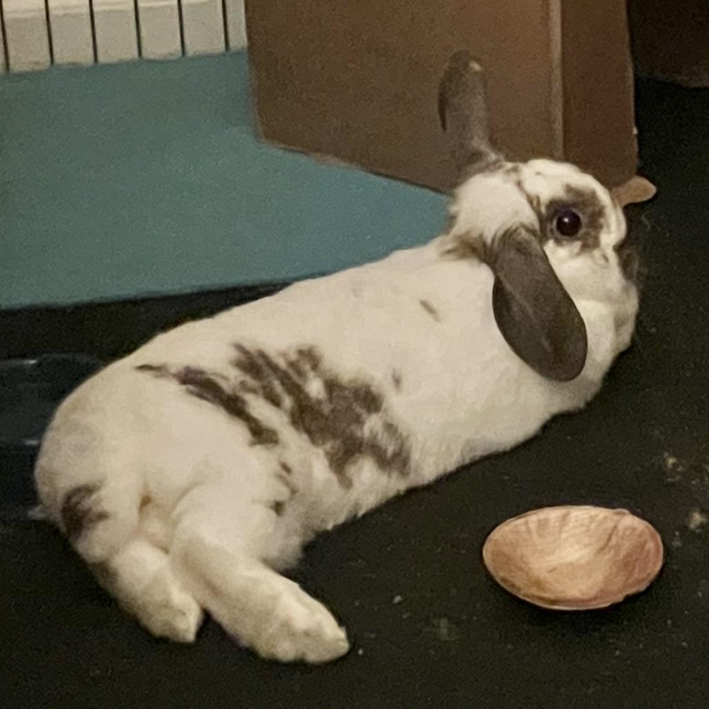 Enlarge Dawn (and Smokey), a Adoptable Mini Lop in Baltimore, MD image 4/6