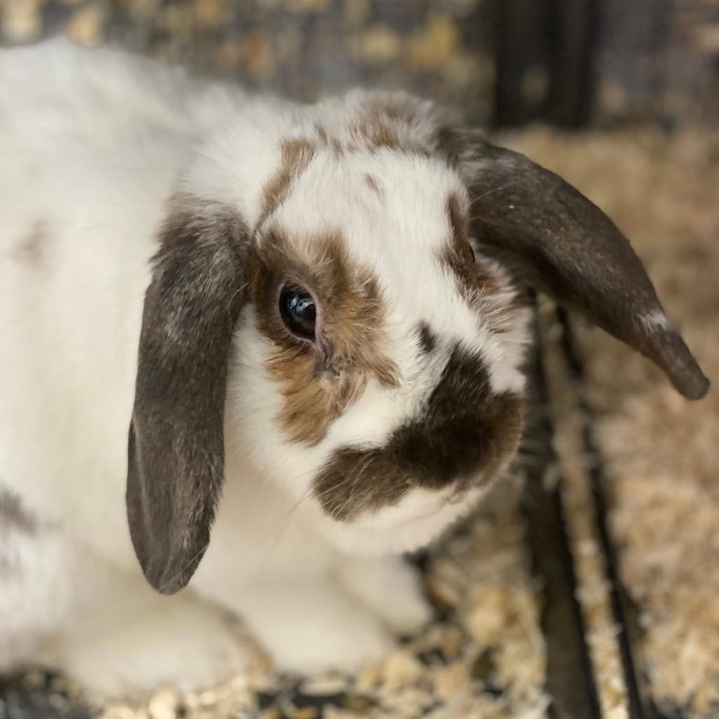 Enlarge Dawn (and Smokey), a Adoptable Mini Lop in Baltimore, MD image 5/6