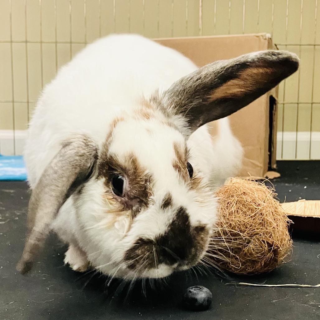 Dawn (and Smokey), a Adoptable Mini Lop in Baltimore, MD image 2/6