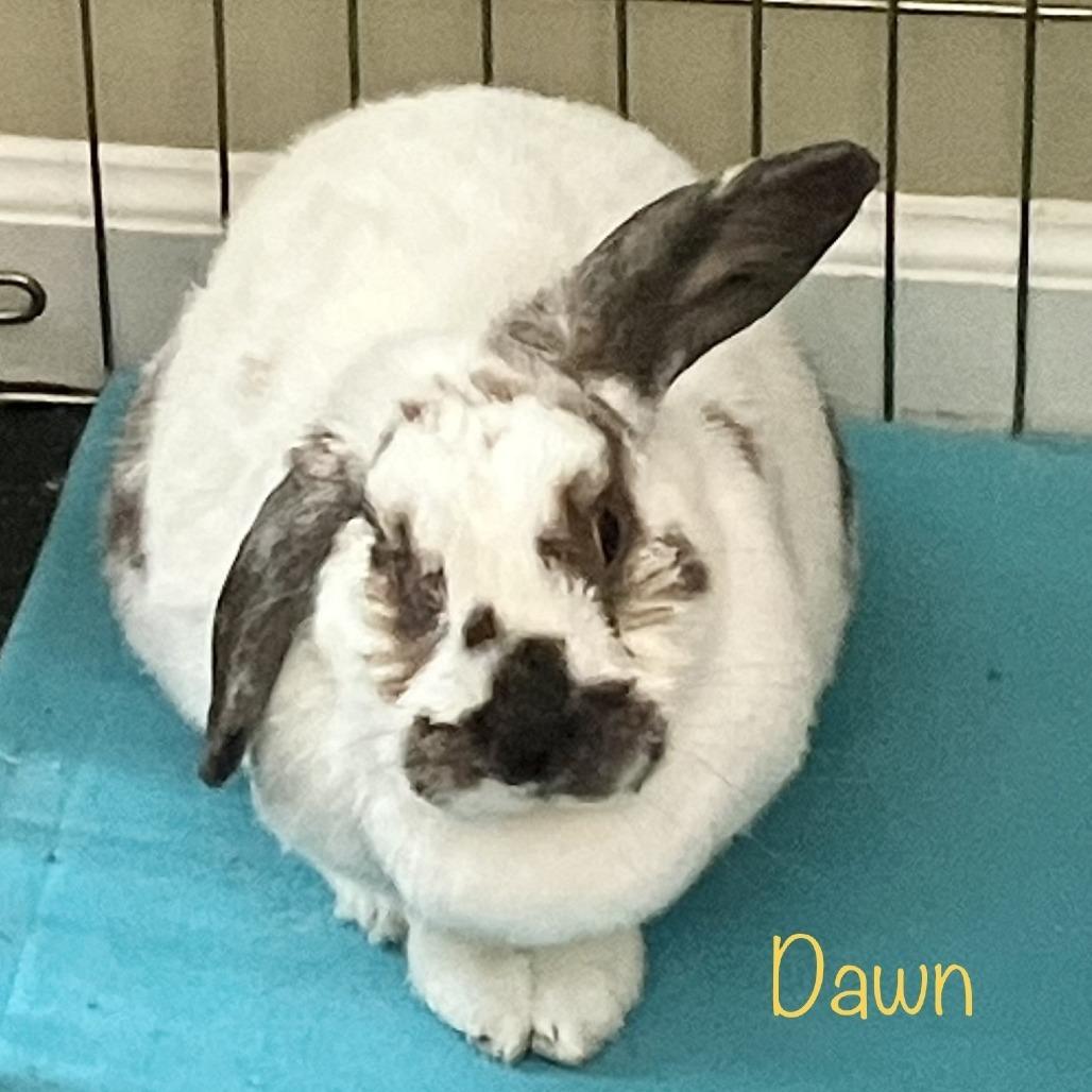 Enlarge Dawn (and Smokey), a Adoptable Mini Lop in Baltimore, MD image 6/6