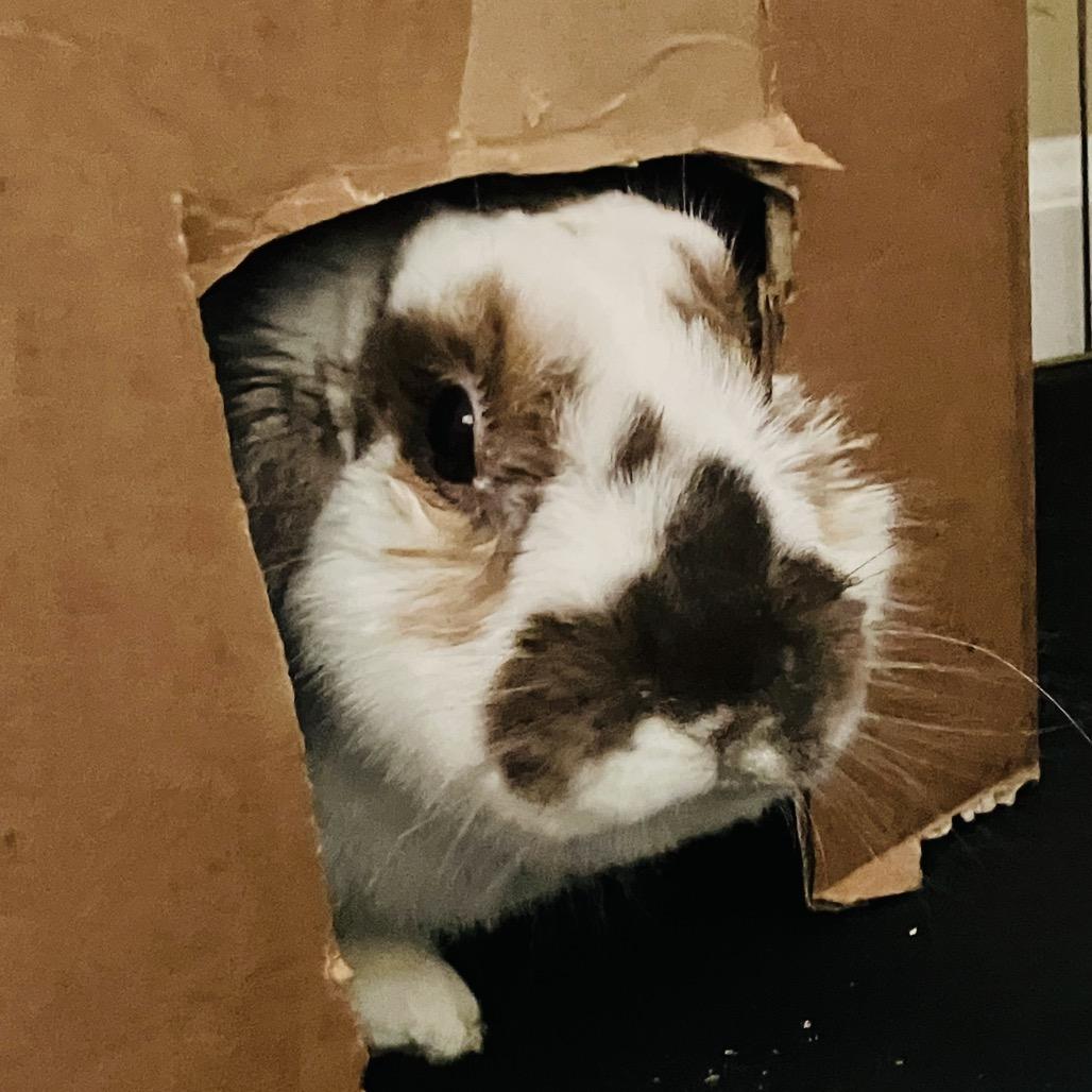 Dawn (and Smokey), a Adoptable Mini Lop in Baltimore, MD image 4/6
