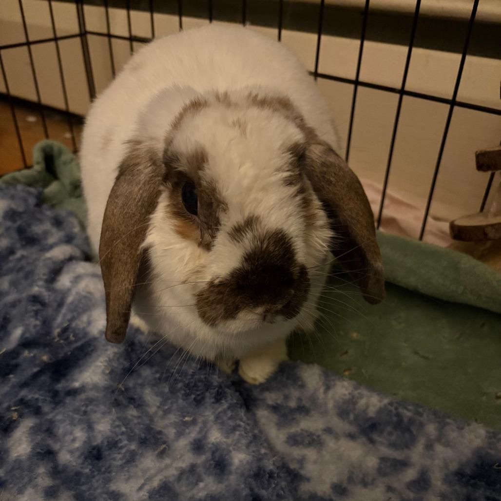 Dawn (and Smokey), a Adoptable Mini Lop in Baltimore, MD image 6/6