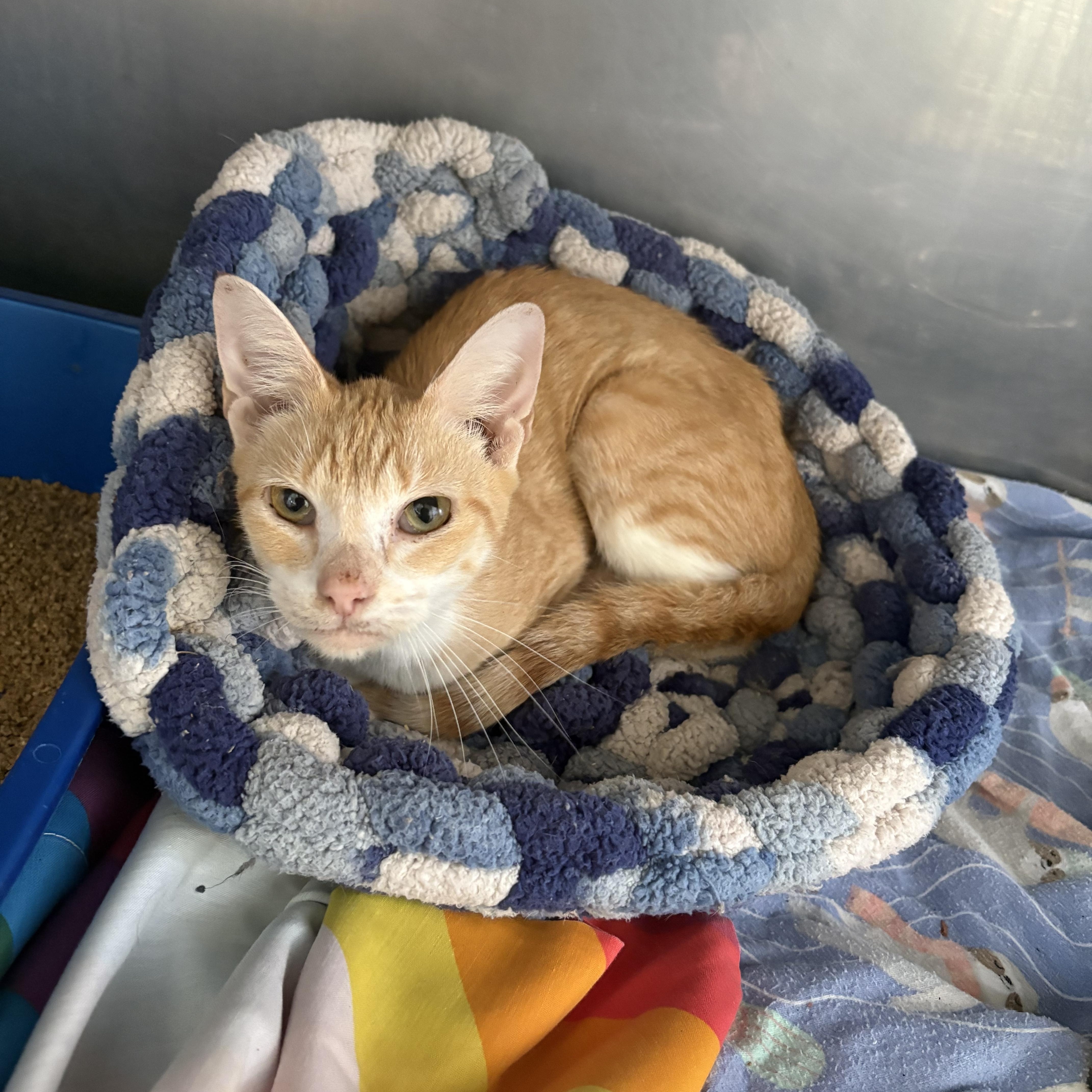 Esther, ADOPTABLE, Young Female Domestic Short Hair.