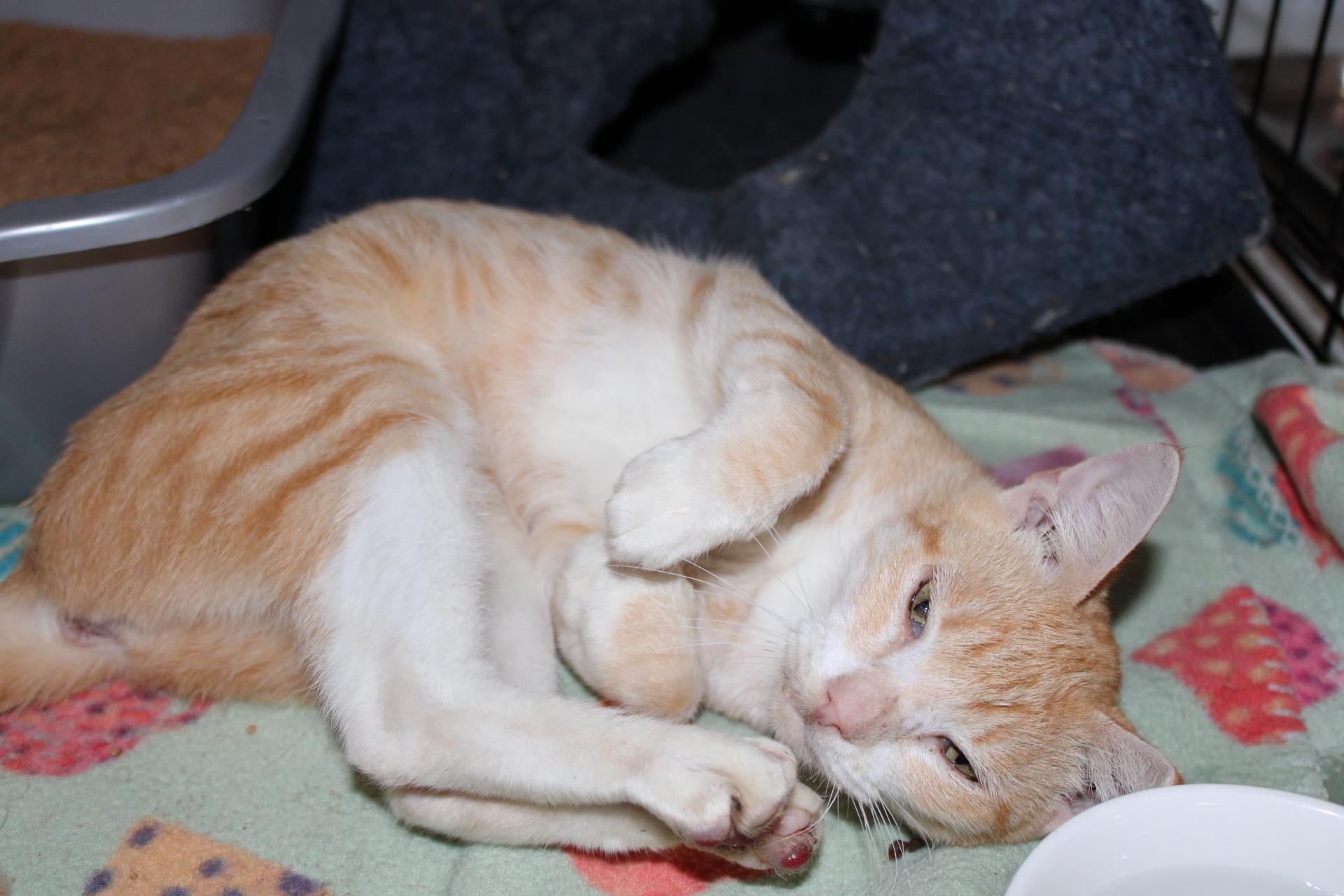 Enlarge Esther, a ADOPTABLE Domestic Short Hair in Colbert, GA image 2/2