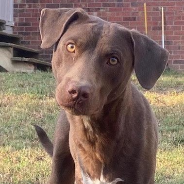 Steve, a Adoptable mixed breed in Water Valley, MS image 5/5