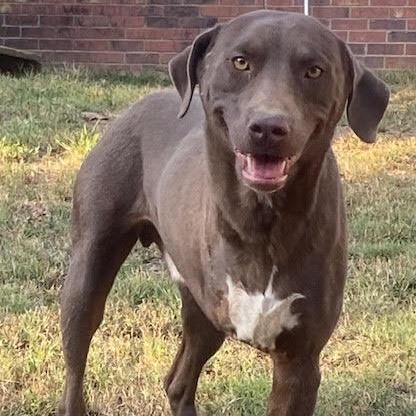 Steve, a Adoptable mixed breed in Water Valley, MS image 4/5
