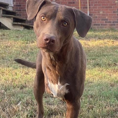 Steve, Adoptable, Young Male Chocolate Labrador Retriever & Hound.