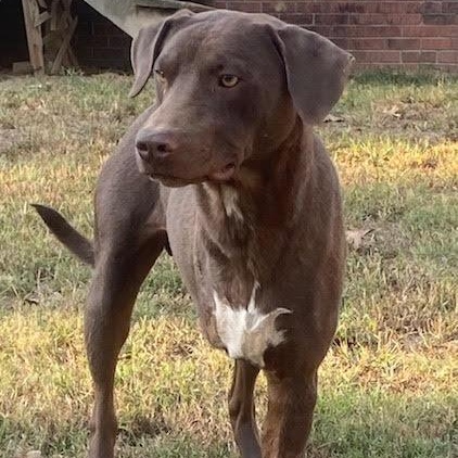 Steve, a Adoptable mixed breed in Water Valley, MS image 2/5