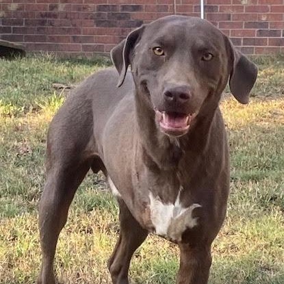 Steve, a Adoptable mixed breed in Water Valley, MS image 3/5