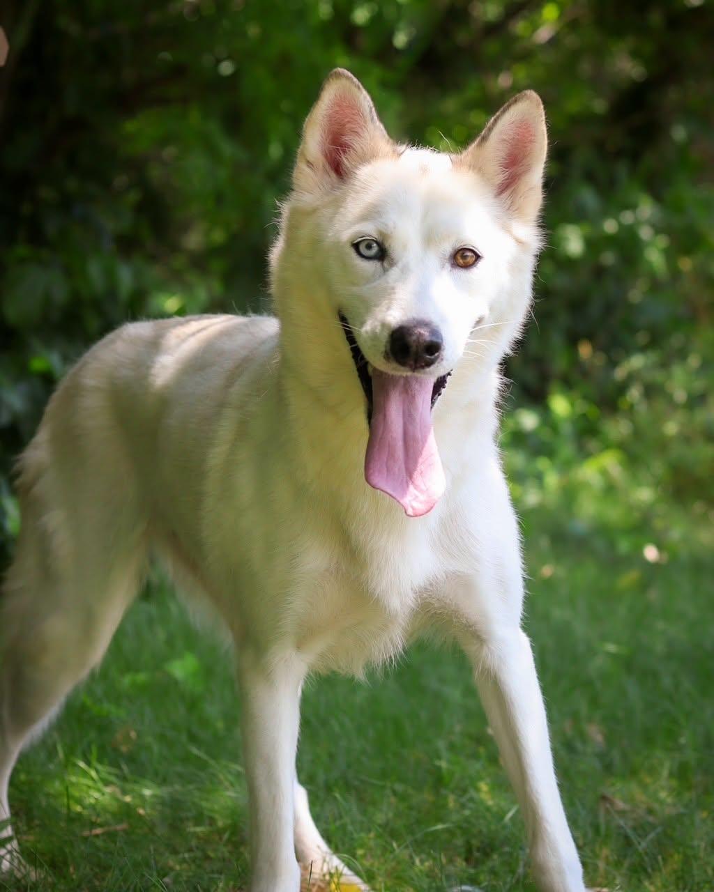 BANANA BOAT (0678), ADOPTABLE, Young Female Husky.