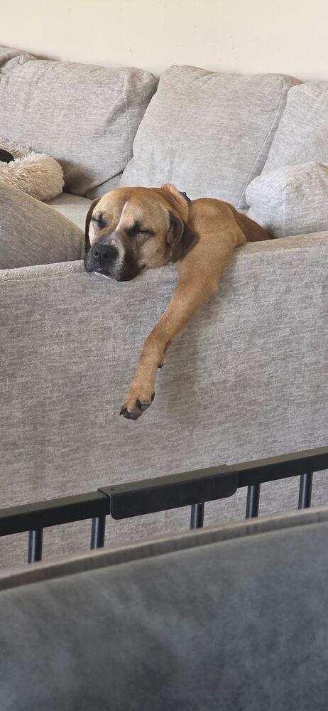 Enlarge Matcha, a Adoptable mixed breed in Akron, OH image 2/6