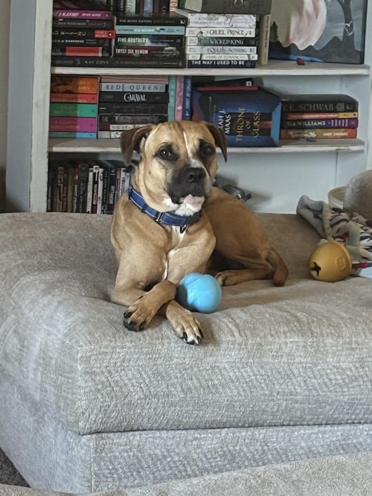 Matcha, Adoptable, Young Female Boxer & Mixed Breed.