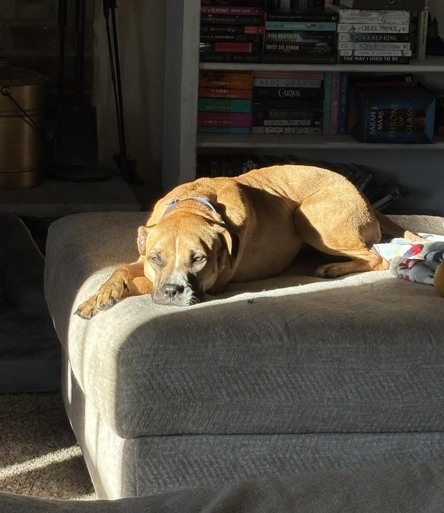 Matcha, a Adoptable mixed breed in Akron, OH image 4/6