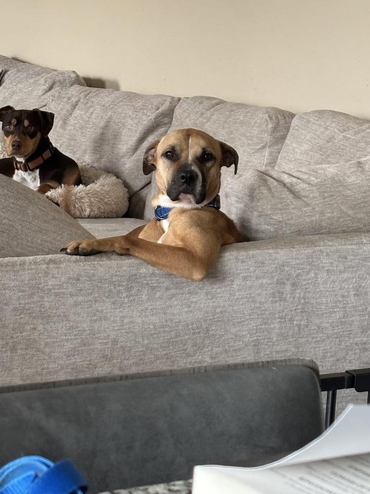 Enlarge Matcha, a Adoptable mixed breed in Akron, OH image 5/6