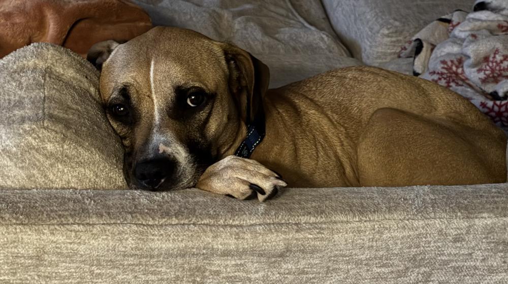Matcha, a Adoptable mixed breed in Akron, OH image 6/6