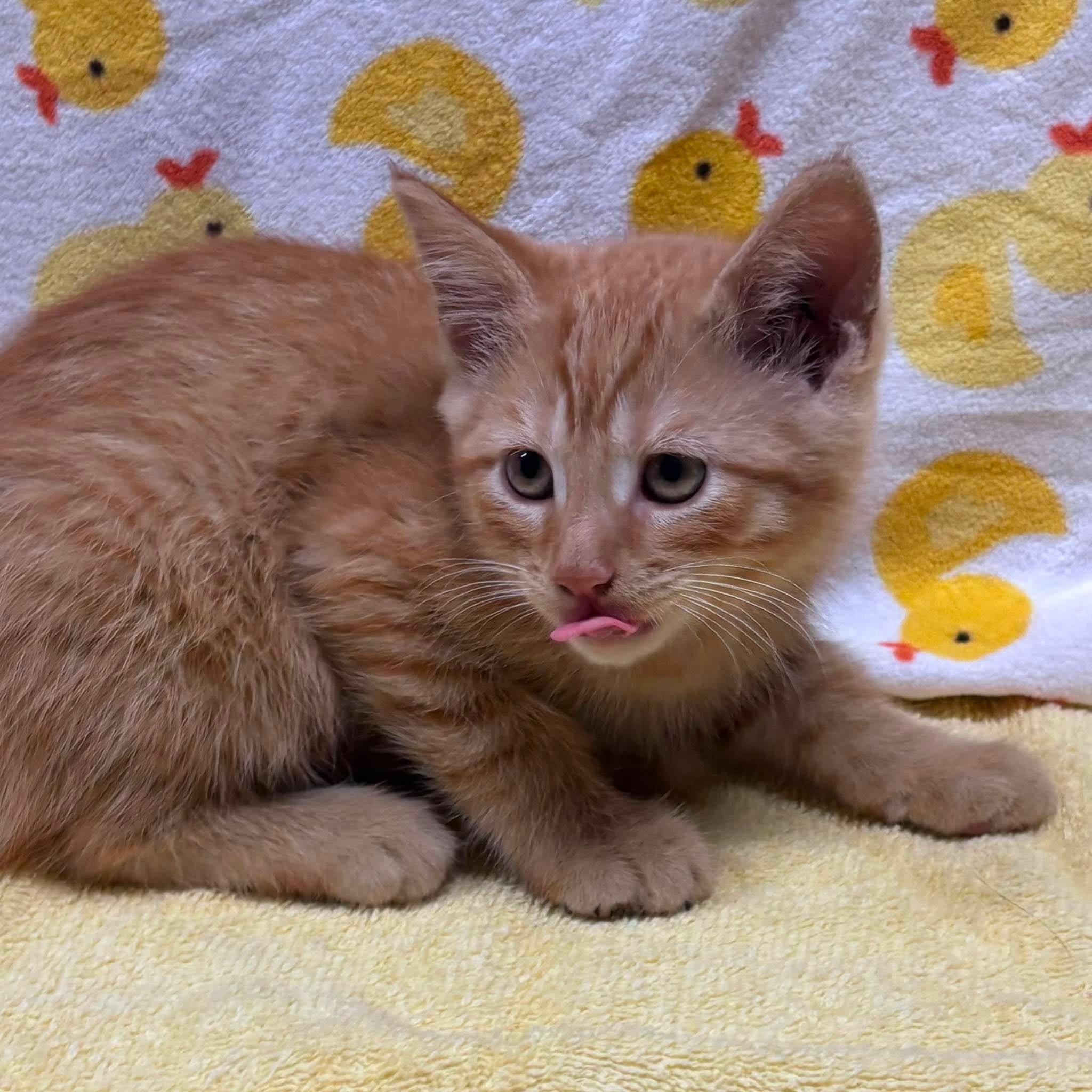 PAULIE, a Adoptable Domestic Short Hair in Tillsonburg, ON image 3/6