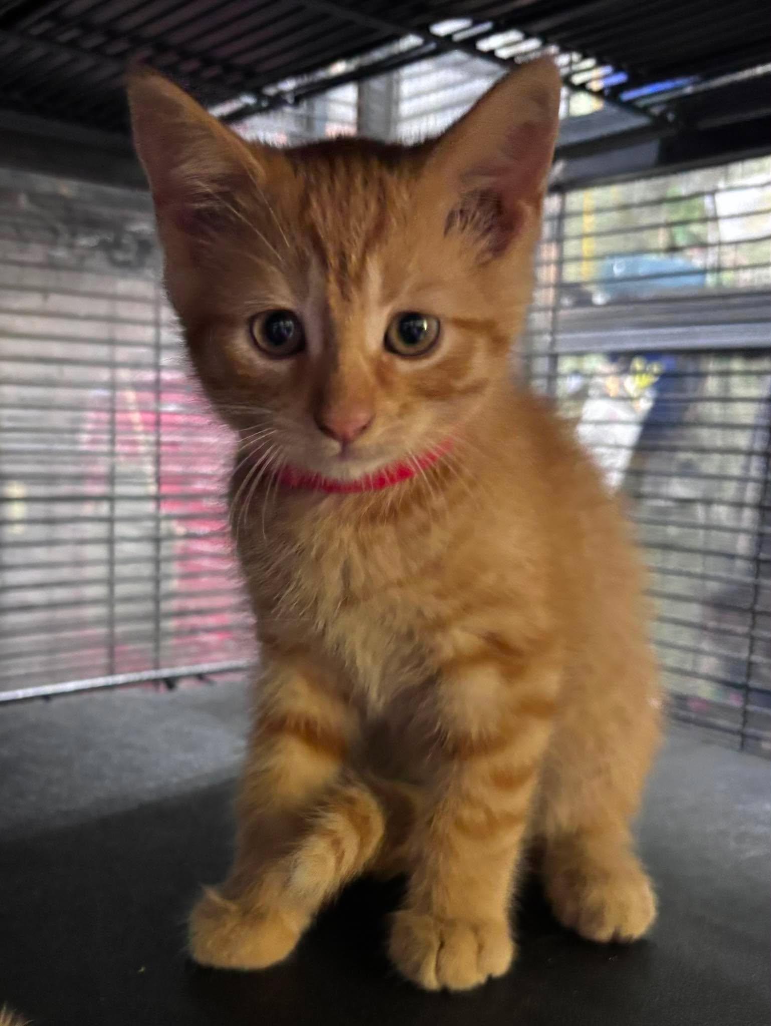 PAULIE, a Adoptable Domestic Short Hair in Tillsonburg, ON image 2/6