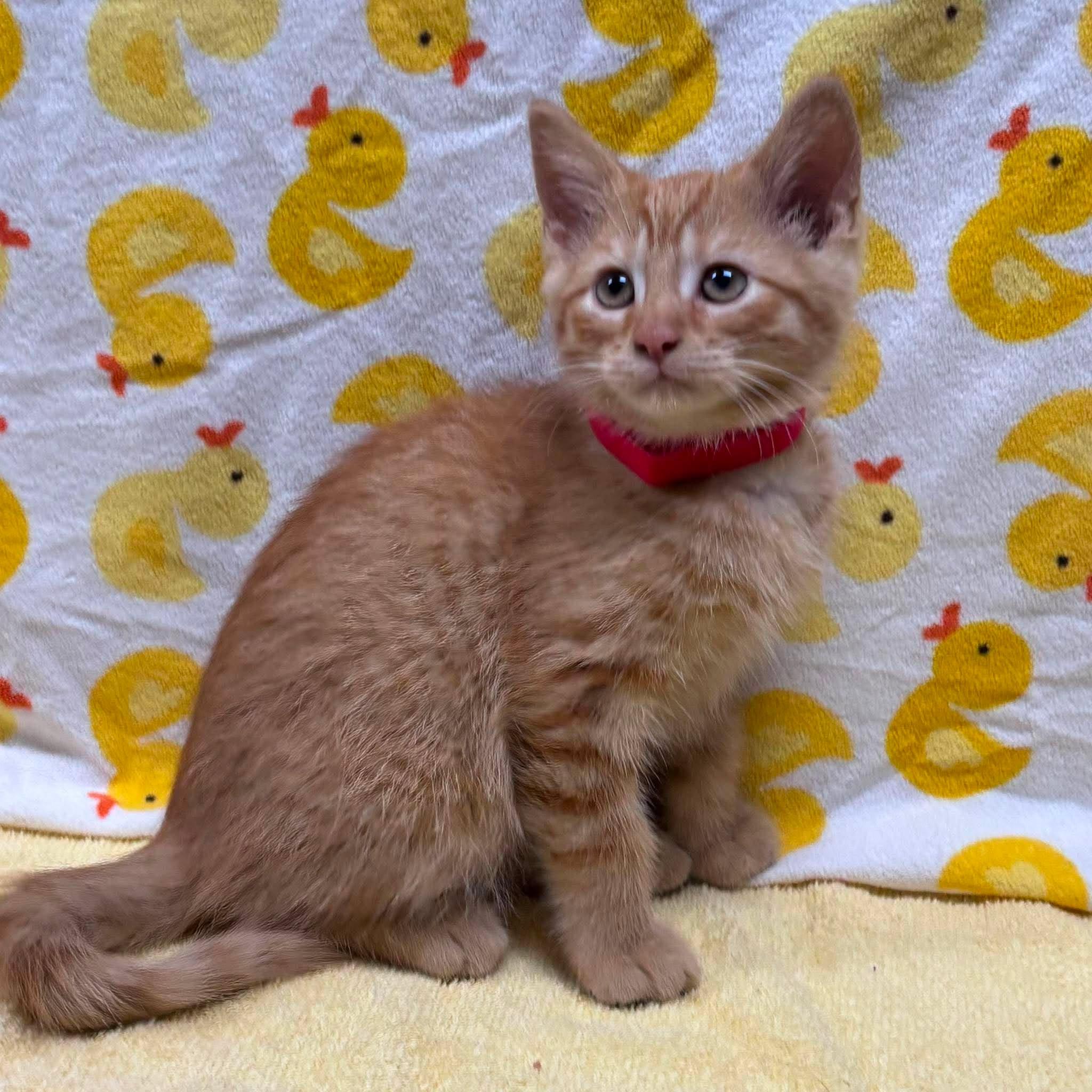 PAULIE, a Adoptable Domestic Short Hair in Tillsonburg, ON image 1/6
