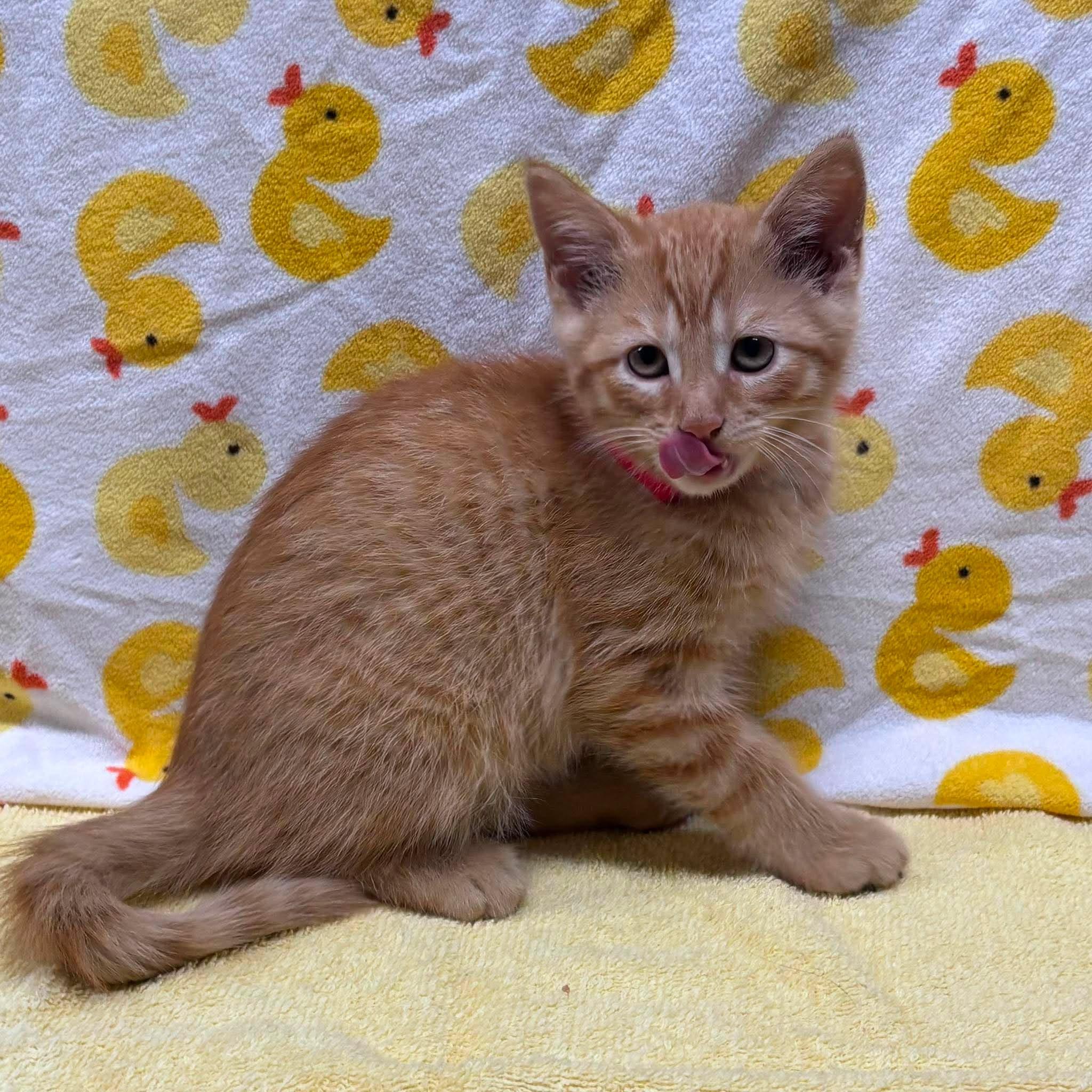 PAULIE, a Adoptable Domestic Short Hair in Tillsonburg, ON image 5/6