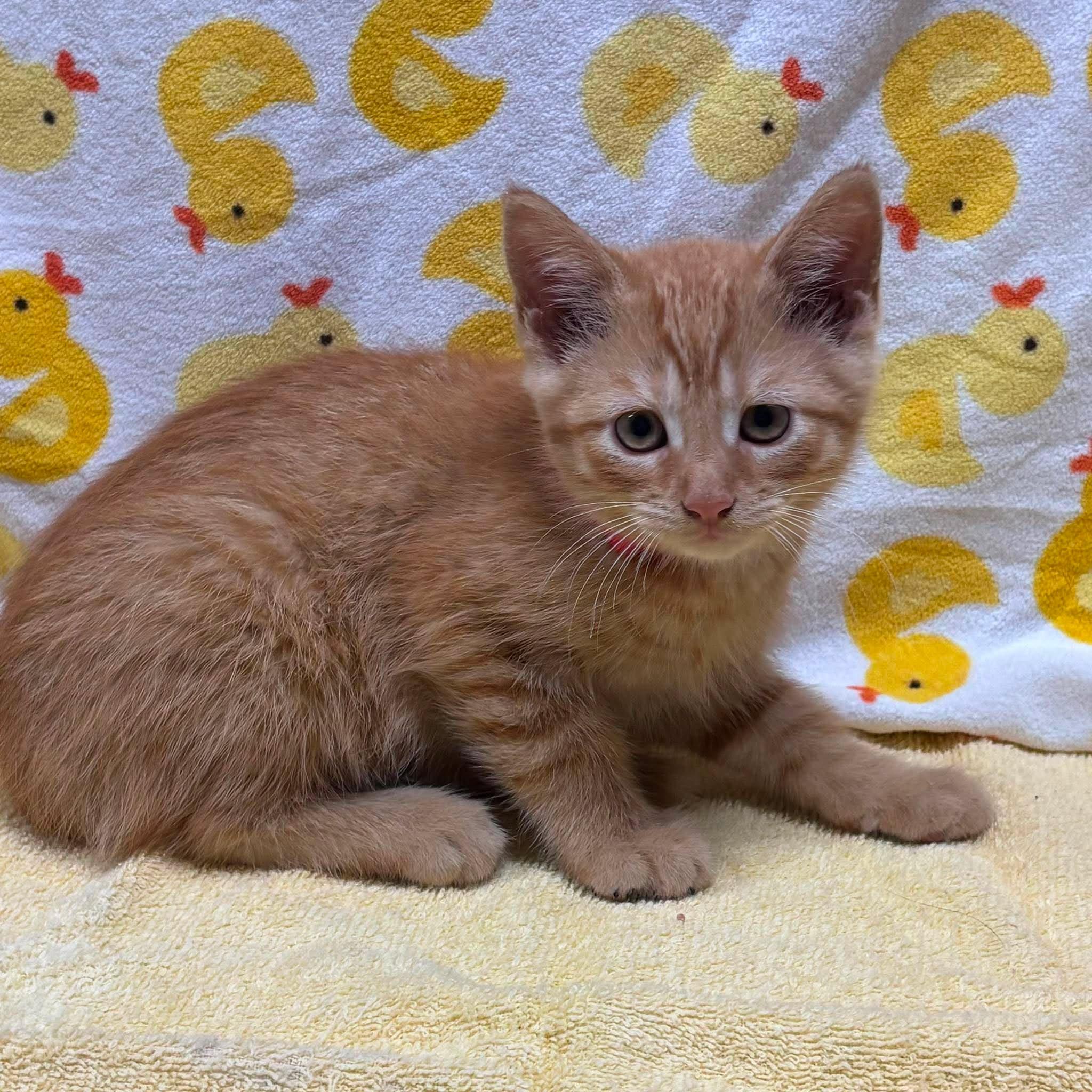 PAULIE, a Adoptable Domestic Short Hair in Tillsonburg, ON image 4/6