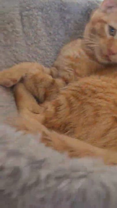Enlarge PAULIE, a Adoptable Domestic Short Hair in Tillsonburg, ON video 6/6