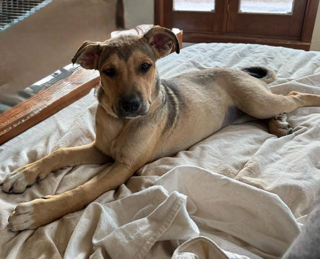 LIL, Adoptable, Young Female Pit Bull Terrier & Mixed Breed.