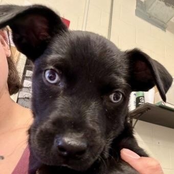 Iris, adopted, Puppy Female Terrier & Shepherd.