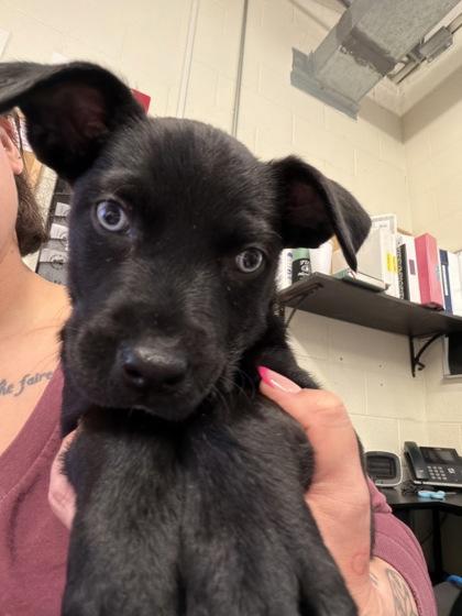 Enlarge Iris, an adopted mixed breed in Rapid City, SD image 2/3