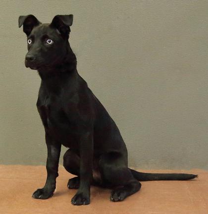 Enlarge Iris, an adopted mixed breed in Rapid City, SD image 3/3