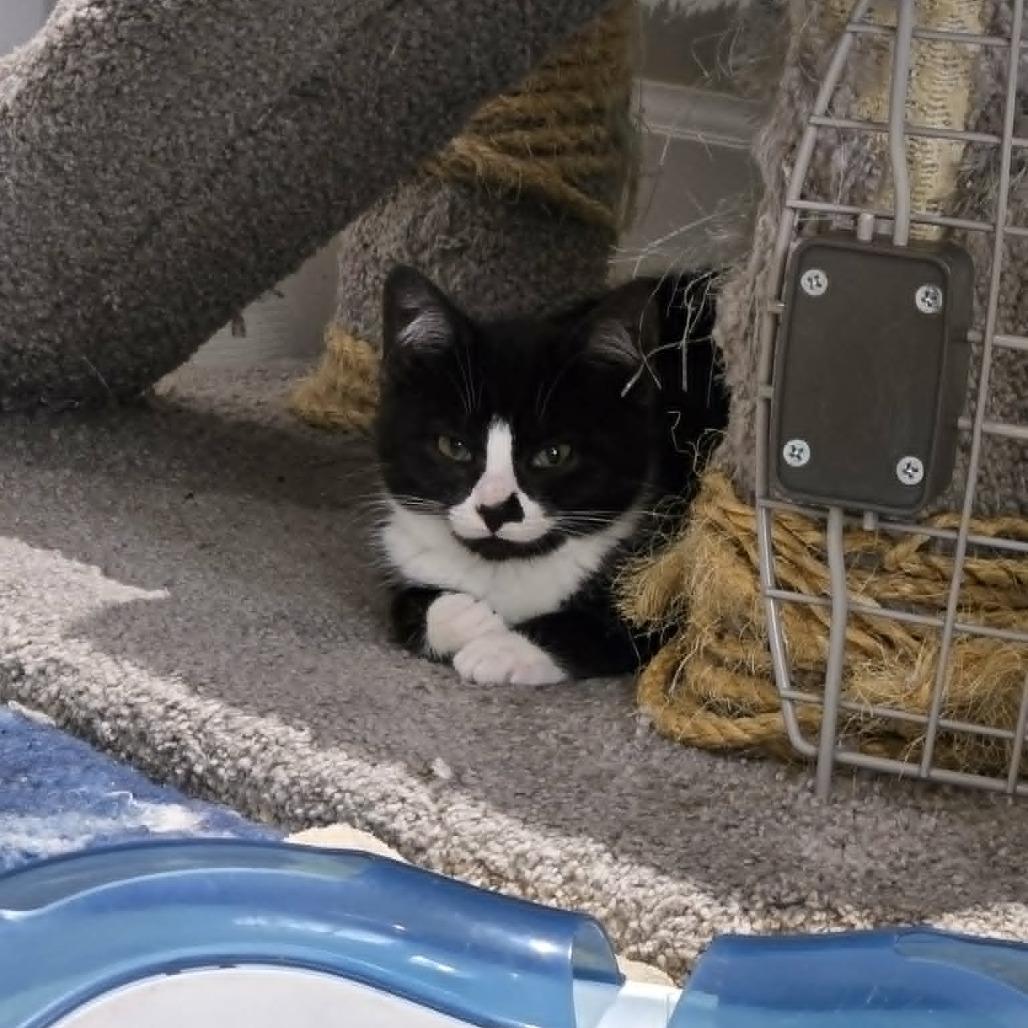 Enlarge Emily, a Adoptable Domestic Short Hair in Abbotsford, BC image 1/4