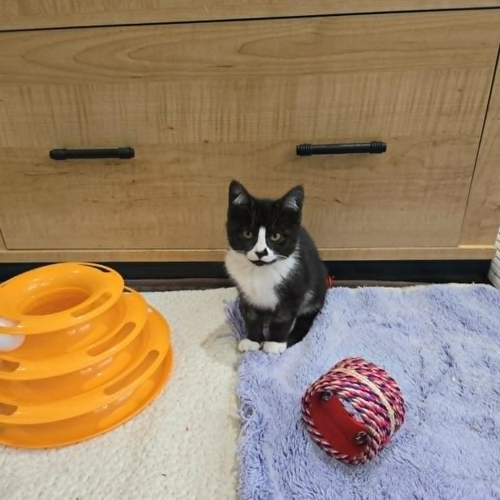 Enlarge Emily, a Adoptable Domestic Short Hair in Abbotsford, BC image 2/4