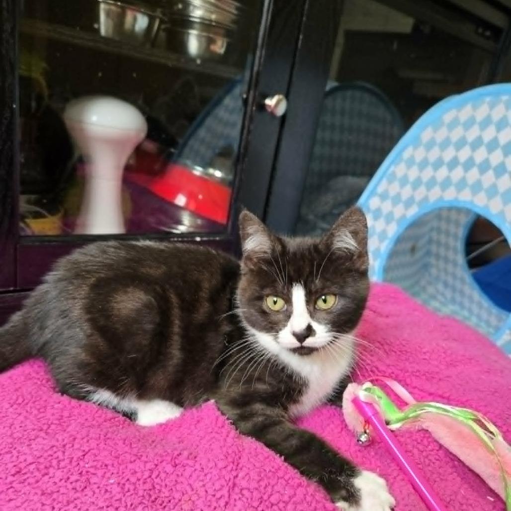 Enlarge Emily, a Adoptable Domestic Short Hair in Abbotsford, BC image 3/4