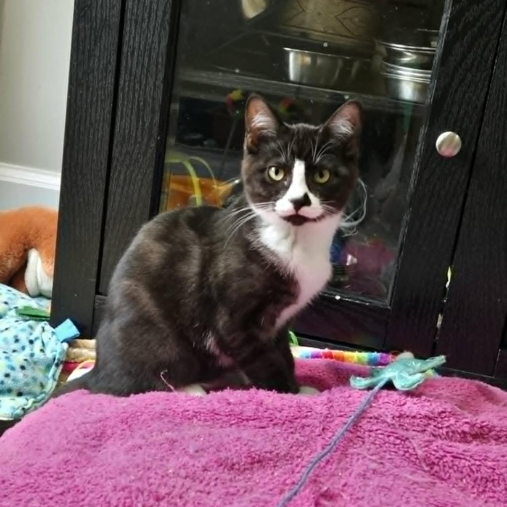 Enlarge Emily, a Adoptable Domestic Short Hair in Abbotsford, BC image 4/4