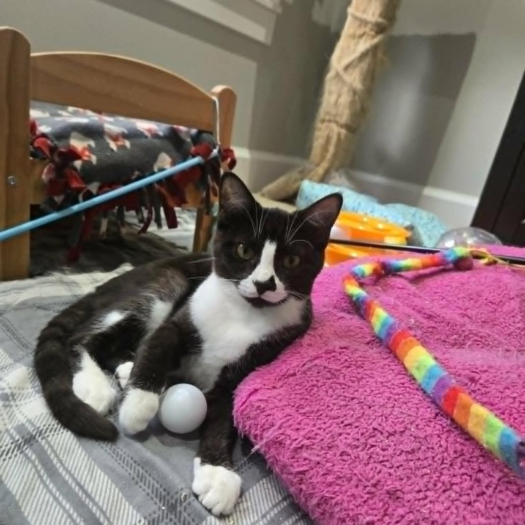 Enlarge Emily, a Adoptable Domestic Short Hair in Abbotsford, BC image 5/5