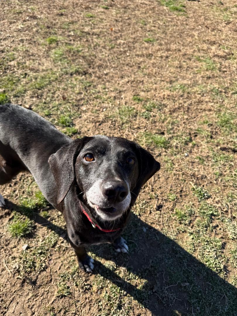 Betty, a Adoptable mixed breed in Saluda, VA image 1/2
