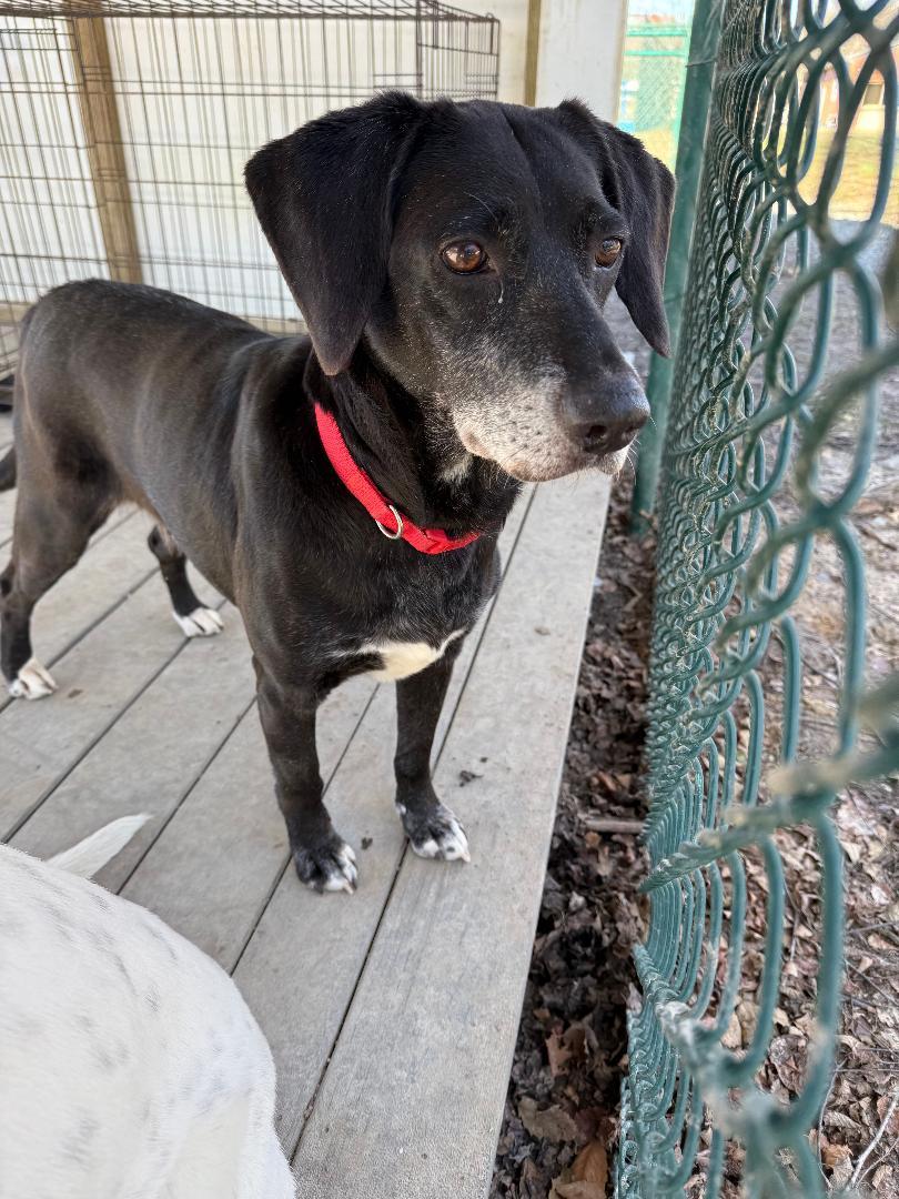 Betty, a Adoptable mixed breed in Saluda, VA image 2/2