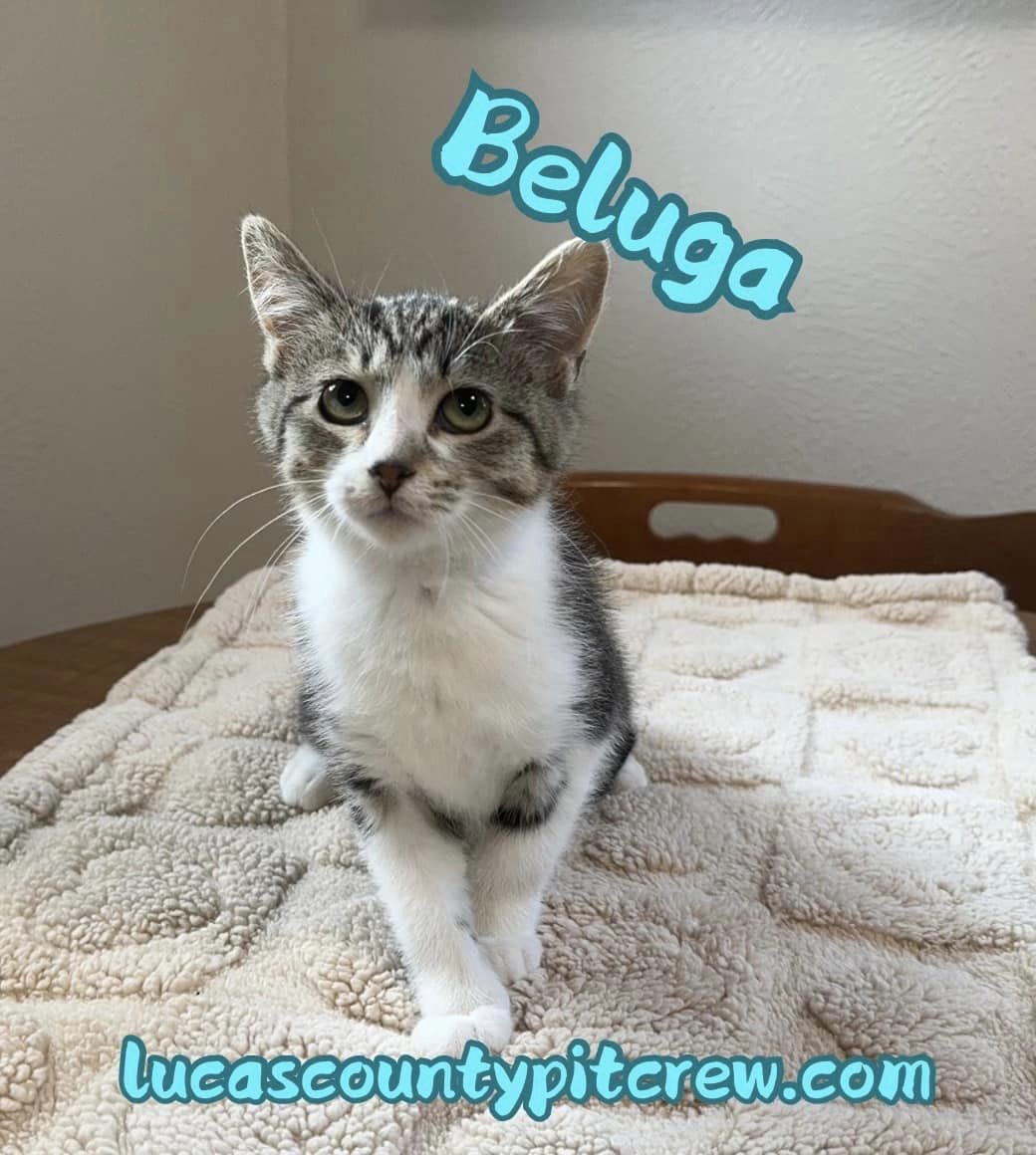 Beluga