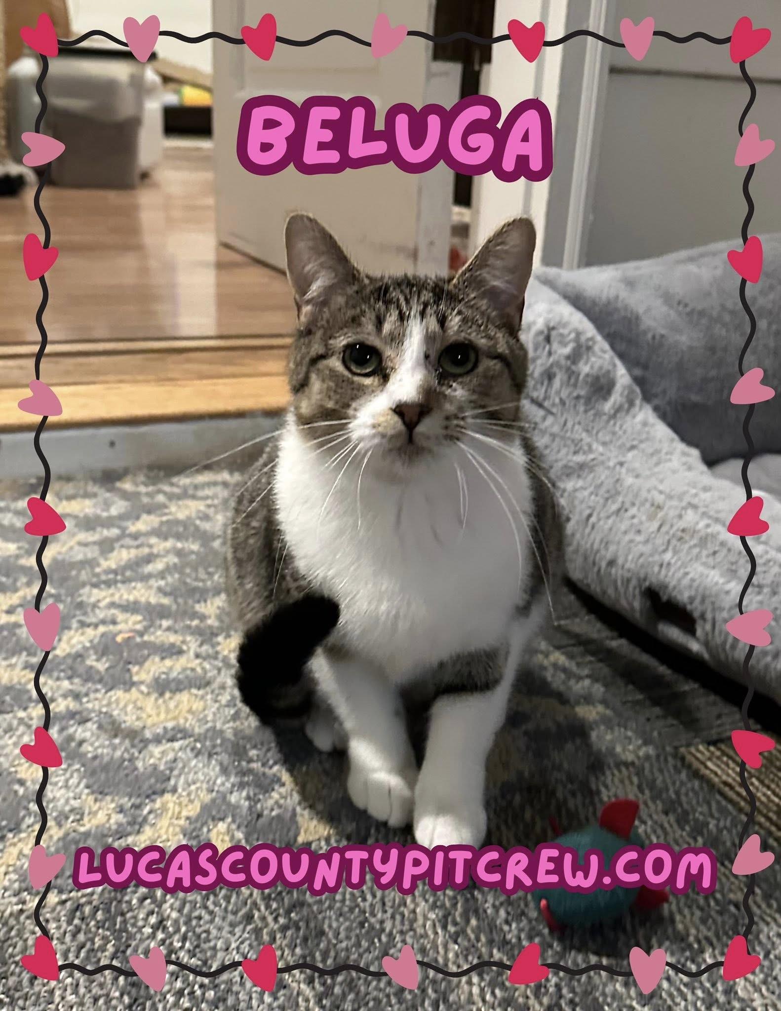Beluga, Adoptable, Adult Female Tabby.